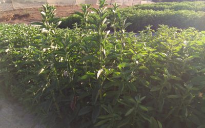 El proyecto, Parte II. De dónde surge la idea I.