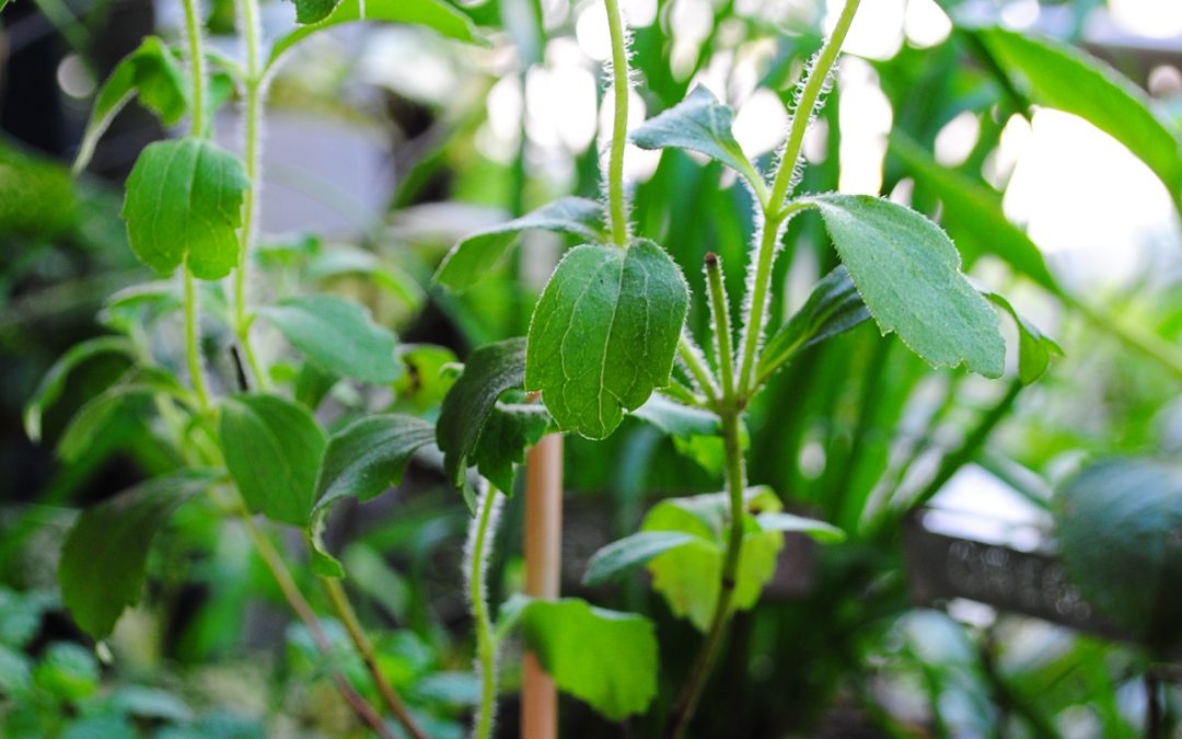 Como usar de forma correcta la hoja de estevia. Parte II