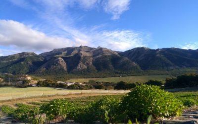 El proyecto, Parte I: Nuestra plantación.