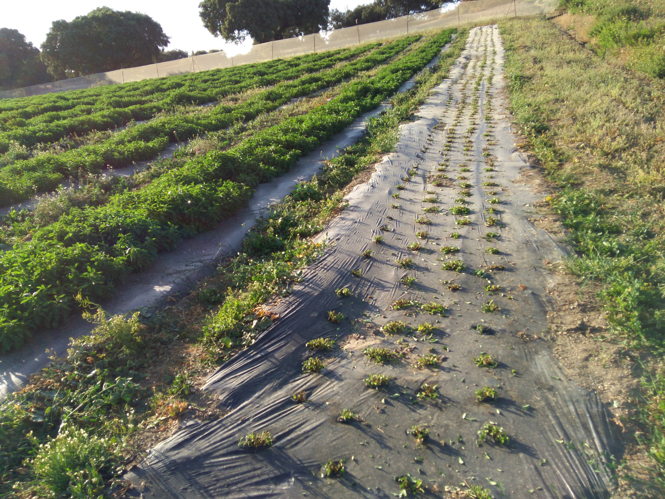 plantacion