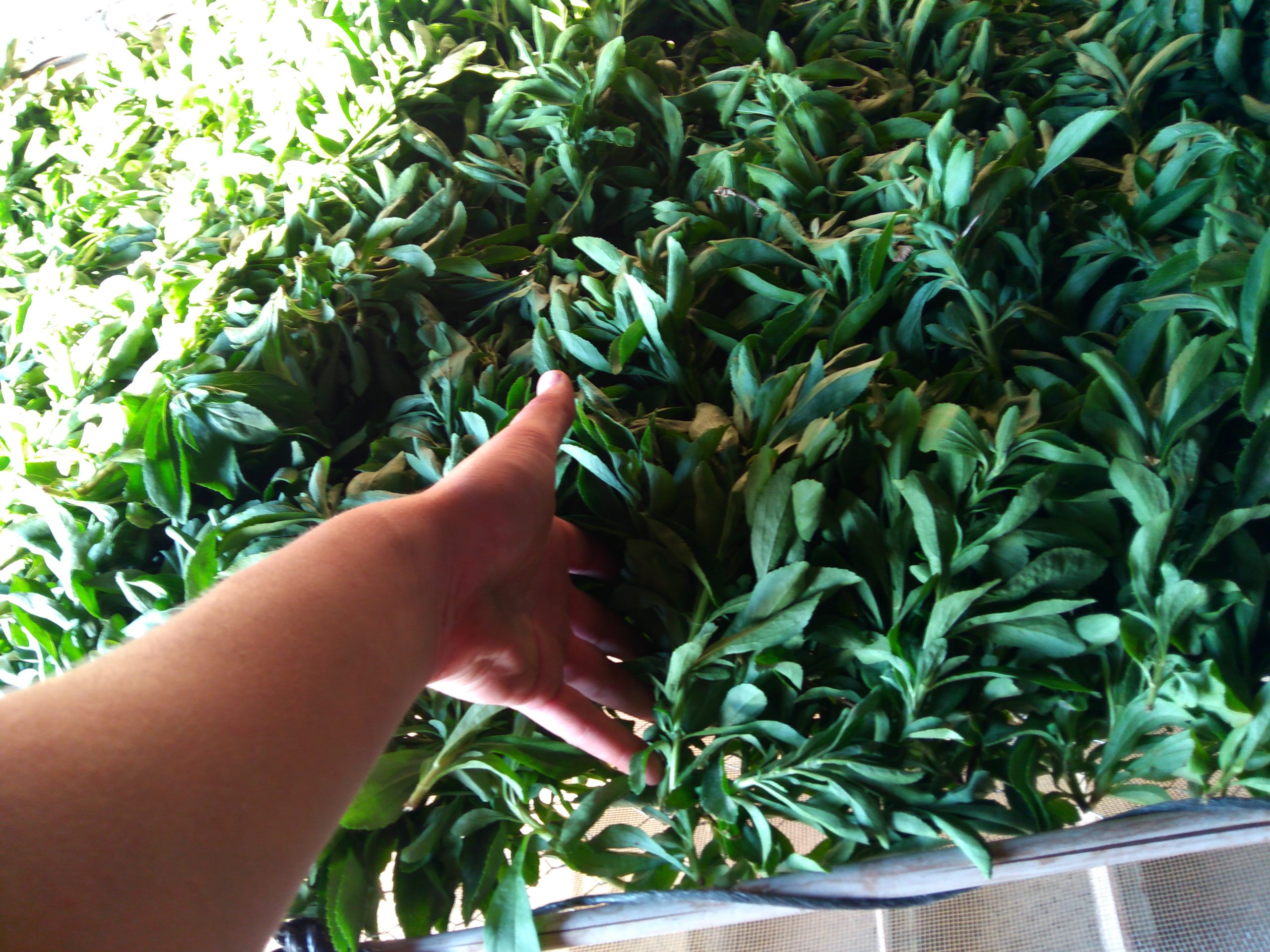 planta stevia